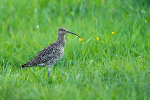 Curlew