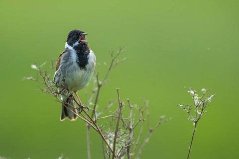 Song Sparrow