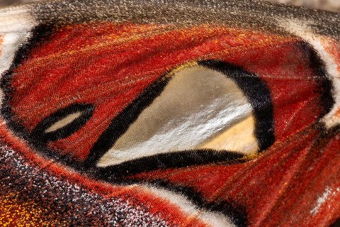 Atlas silkmoth moth wing pattern