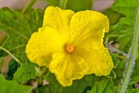 Blooming Bitter melon