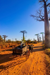 Ox cart at the Avenue de Baobabs near Morondavia
