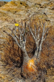 Miniature Baobab tree standing 50 centimetres high but over 100 years old