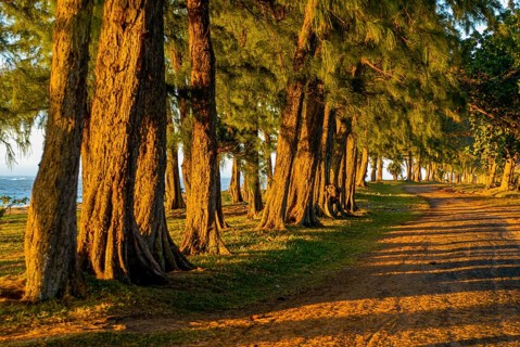 Artifical planted tree line