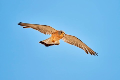 Lesser Kestrel