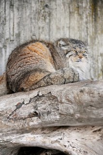 Manul or Pallas' cat
