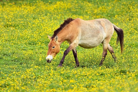 Przewalski's horse