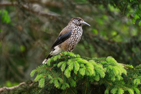 Spotted nutcracker
