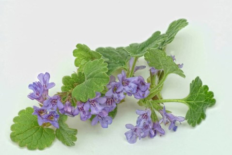 Medicinal plant Gundermann
