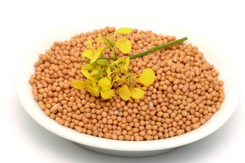 Medicinal plant White mustard