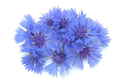 Cornflower
