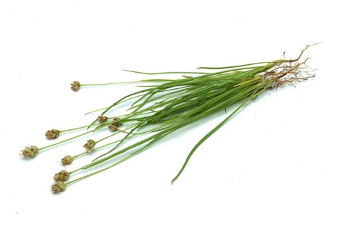 Plant species from the plantain genus