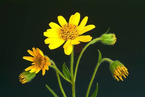 Arnica