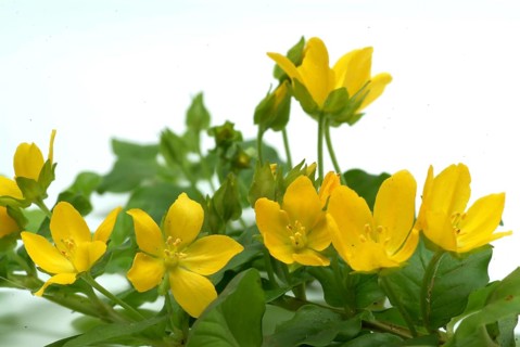 Creeping jenny