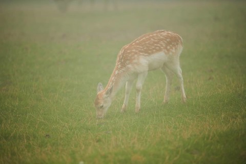 Damhirsch
