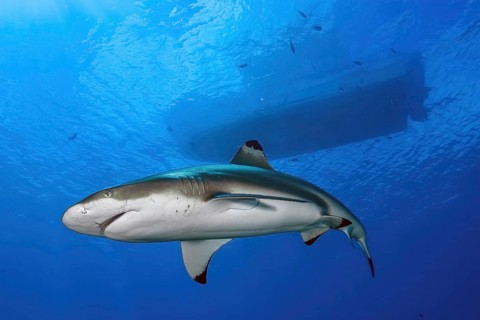 Blacktip reef shark