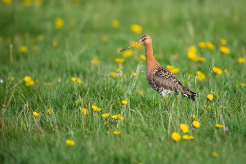Black-tailed Godwit