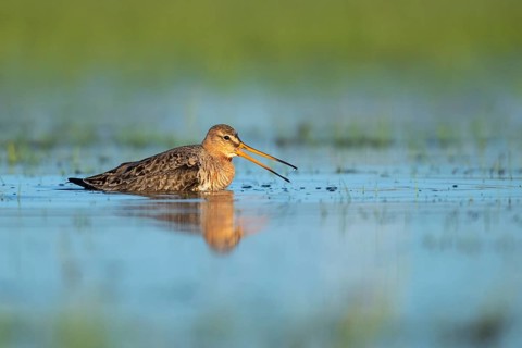 Black-tailed Godwit