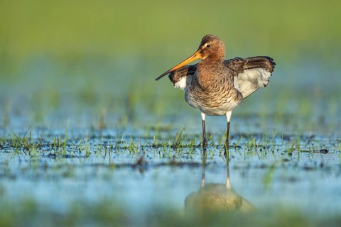 Black-tailed Godwit