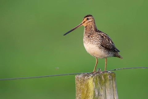 Common Snipe