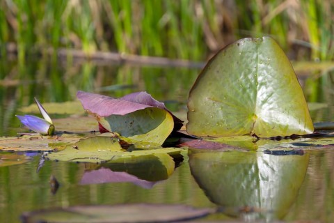 Water lilies