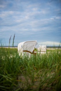 European marram grass