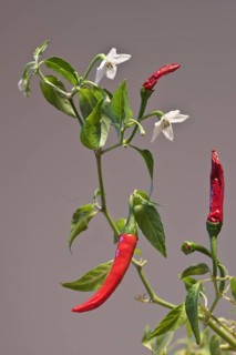 Birds eye chili