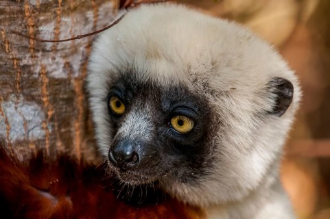 Coquerel's sifaka