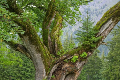 Old maple tree on which a spruce is growing