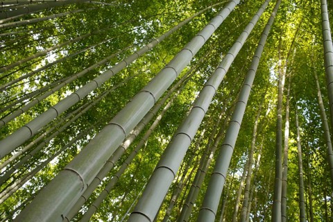 Bamboo trunks in the Arashiyama bamboo forest in Kyoto