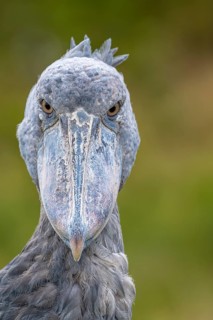 Shoebill