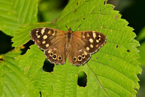 Speckled wood