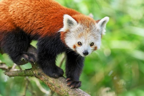 Red panda