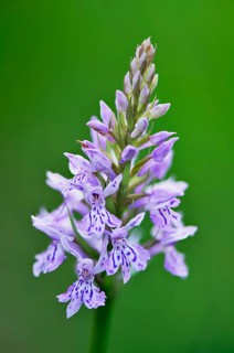 Fox Orchid or common spotted orchid