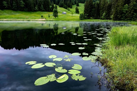 Schwendisee with water lilies