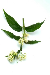 Medicinal plant white swallowwort