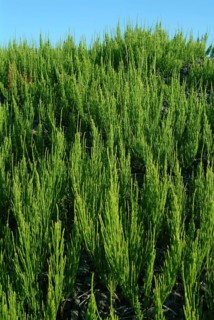 Field horsetail