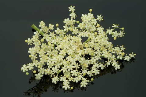 Black elder