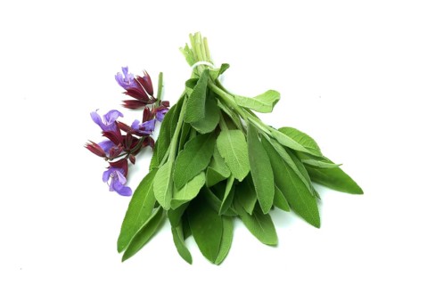 Common sage