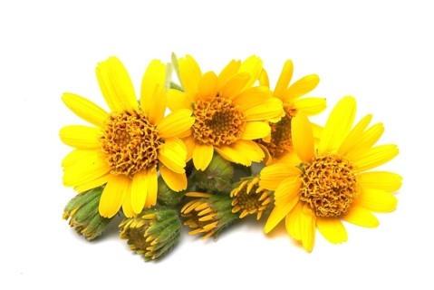 Arnica
