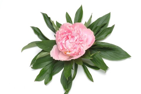 European peony