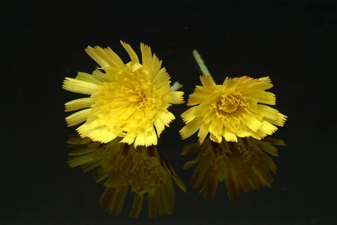 Lesser hawkweed