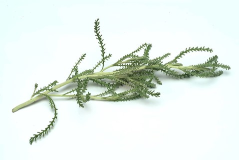 Medicinal plant Holy herb