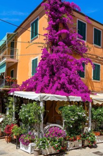 Restaurant with purple bougainvillea