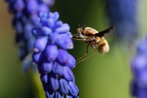 Large bee fly