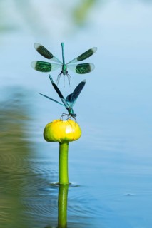 Banded demoiselle