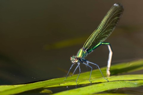 Banded demoiselle