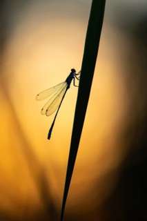 Blue-tailed damselfly