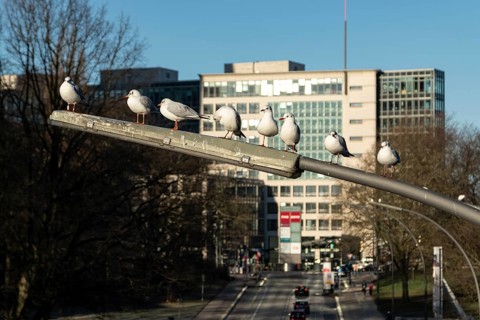 Black-headed Gulls