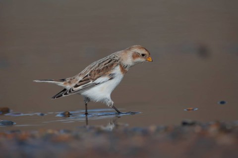 Snow bunting