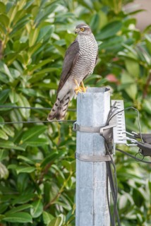 Young Eurasian eurasian sparrowhawk